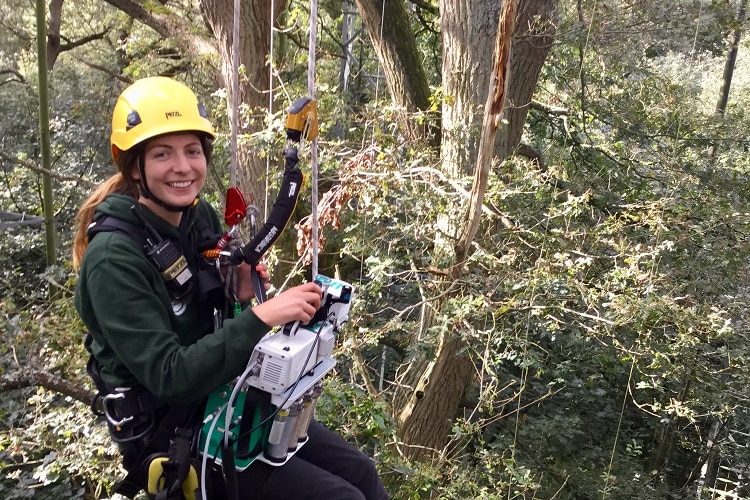 A researcher suspended in the tree canopy with equipment to measure carbon levels.
