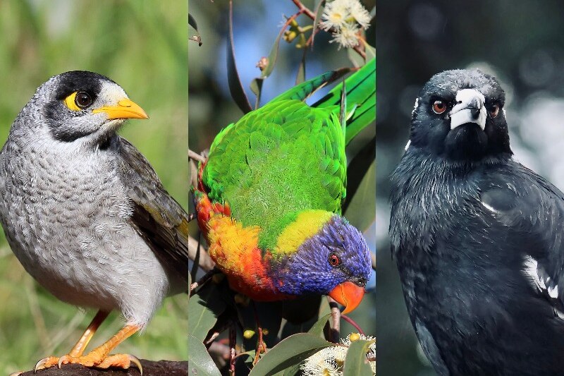 a composite image of a lorikeet, miner and magpie