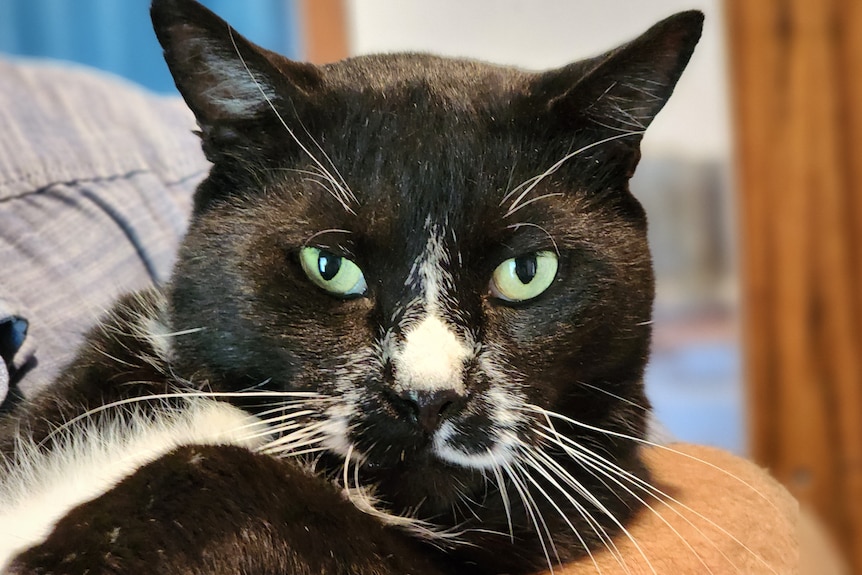 A close up of a black cat with green eyes and white chest and nose