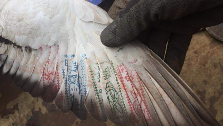 A pigeon found at Port Hedland with an unfolded wing which reveals lines of colourful Asian language characters