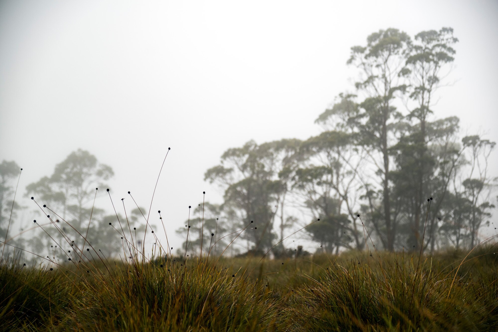 Buttongrass moorland in open plain.