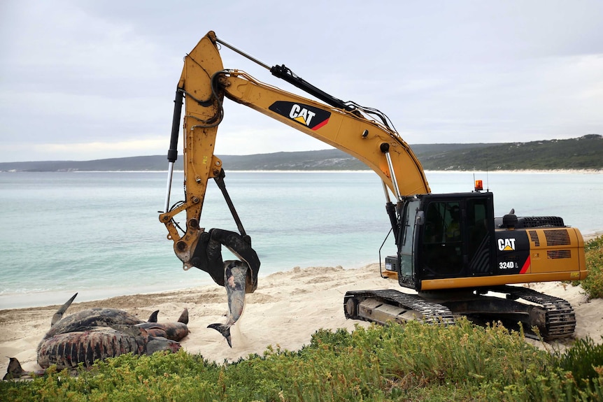 Heavy machinery being used to pick up the whale carcasses and move them onto trucks for transportation.