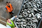 Humpty Doo Barramundi farmer Dan Richards shows NT Minister for Fisheries Willem Westra van Holthe the processing plant.