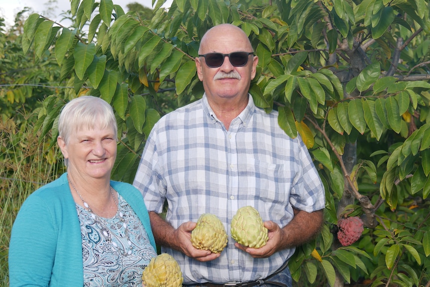 Man and wife stand holding custard apples next to a custard apple tree