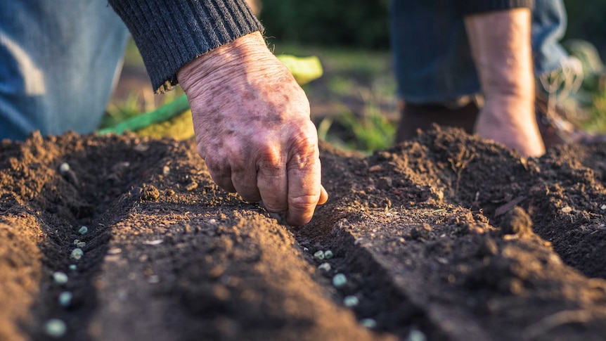 A farmer's hand plants seeds in a row of soil.