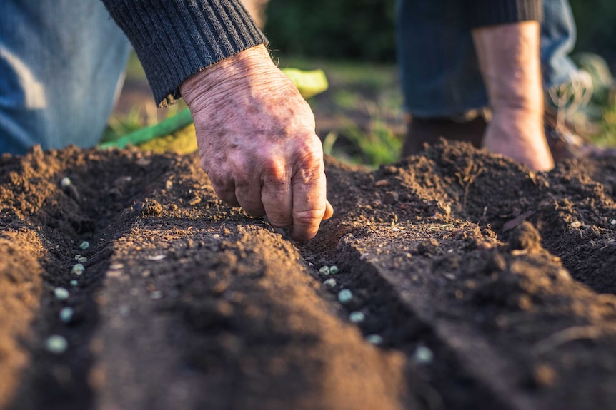 A farmer's hand plants seeds in a row of soil.