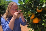 Photo of Dr Nerida Donavan inspecting a citrus tree