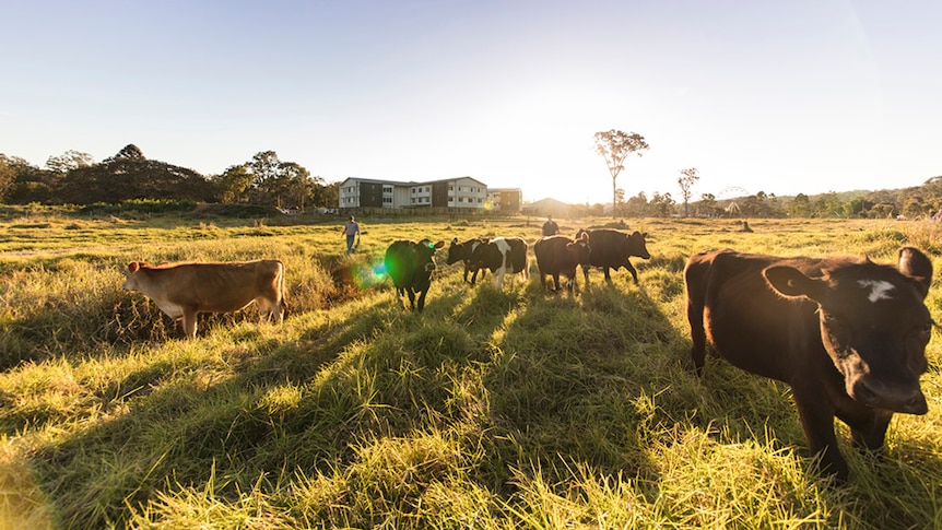 Cows out standing in their field at Carinity Cedarbrook on the Gold Coast