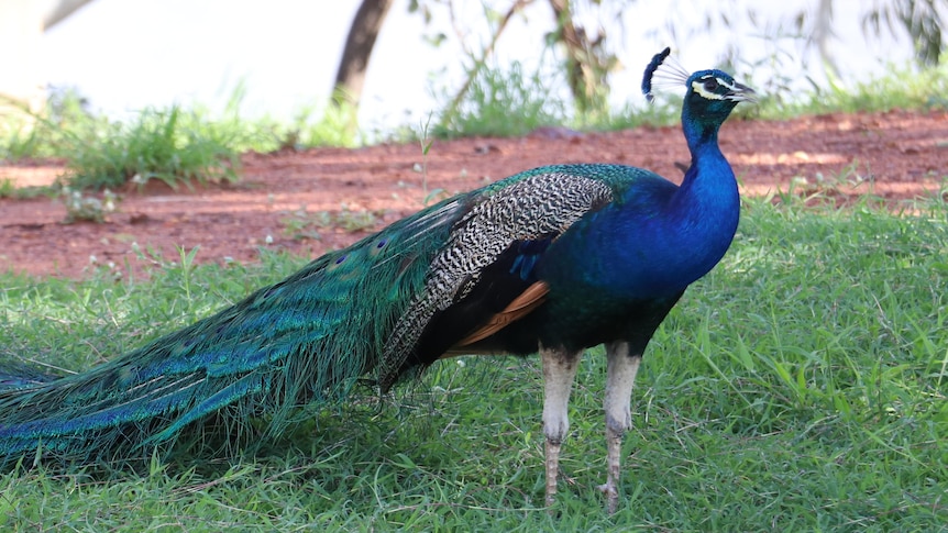 A peacock with long tail feathers stands in profile on a grassy lawn, with a freshwater dam in the background. 