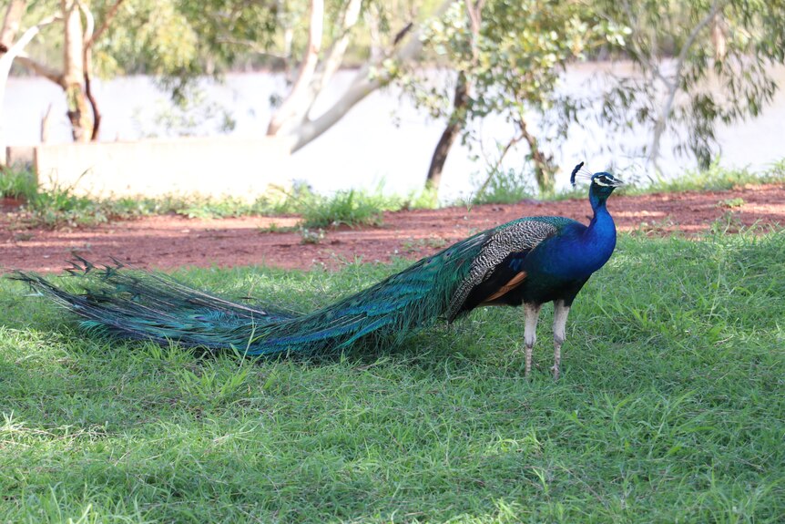 Tennant peacocks