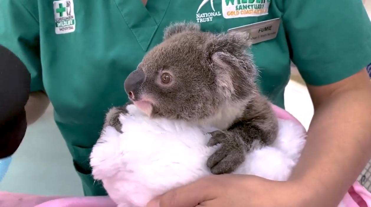 Koala egg and sperm bank created in bid keep species alive