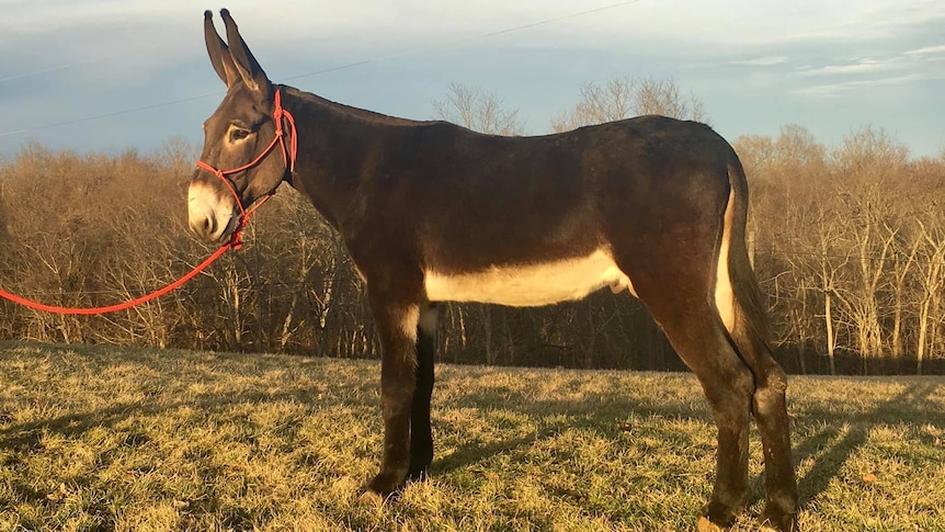 An American Mammoth Donkey is standing in a paddock in Kentucky.