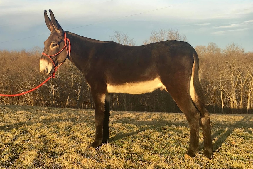 An American Mammoth Donkey is standing in a paddock in Kentucky.