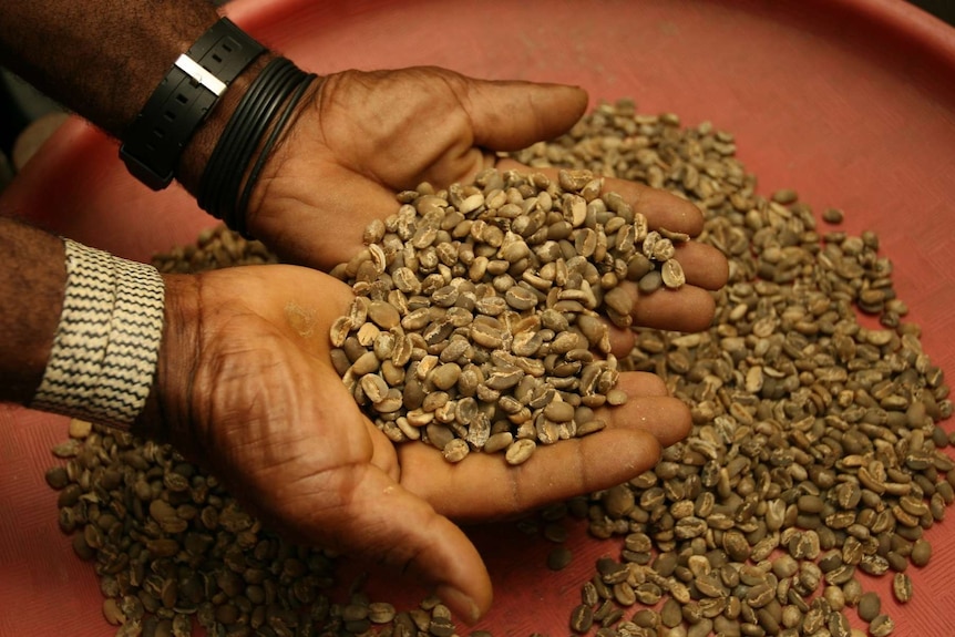 Close up of someone scooping a handful of coffee beans from a larger pile on a large, round, shallow, wooden tray.