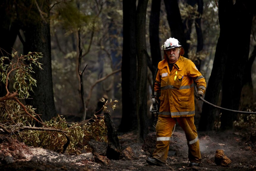 A firefighter carries a hose through burnt bushland.