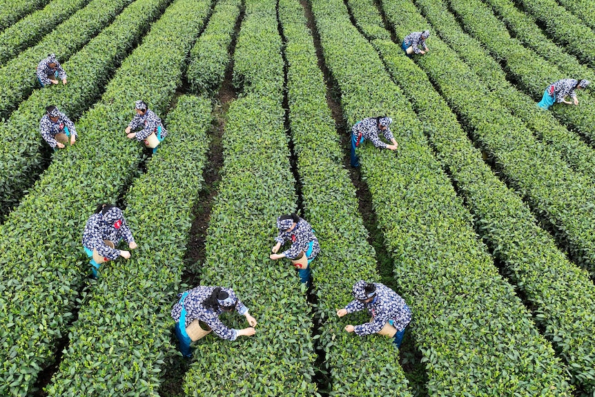 Farmers are picking tea from long green rows at a plantation.