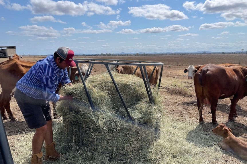 Man feeds cattle hay. 