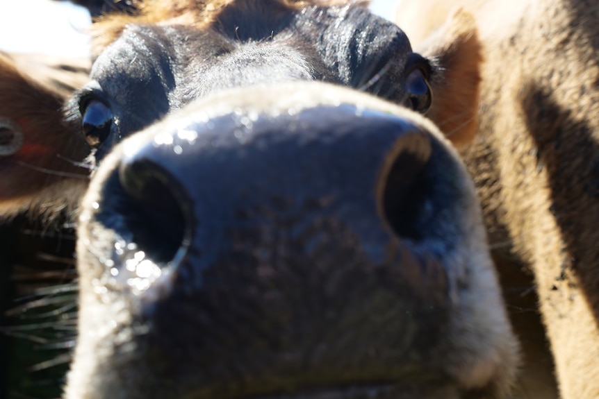 A dairy cow pushes its nose into the camera.