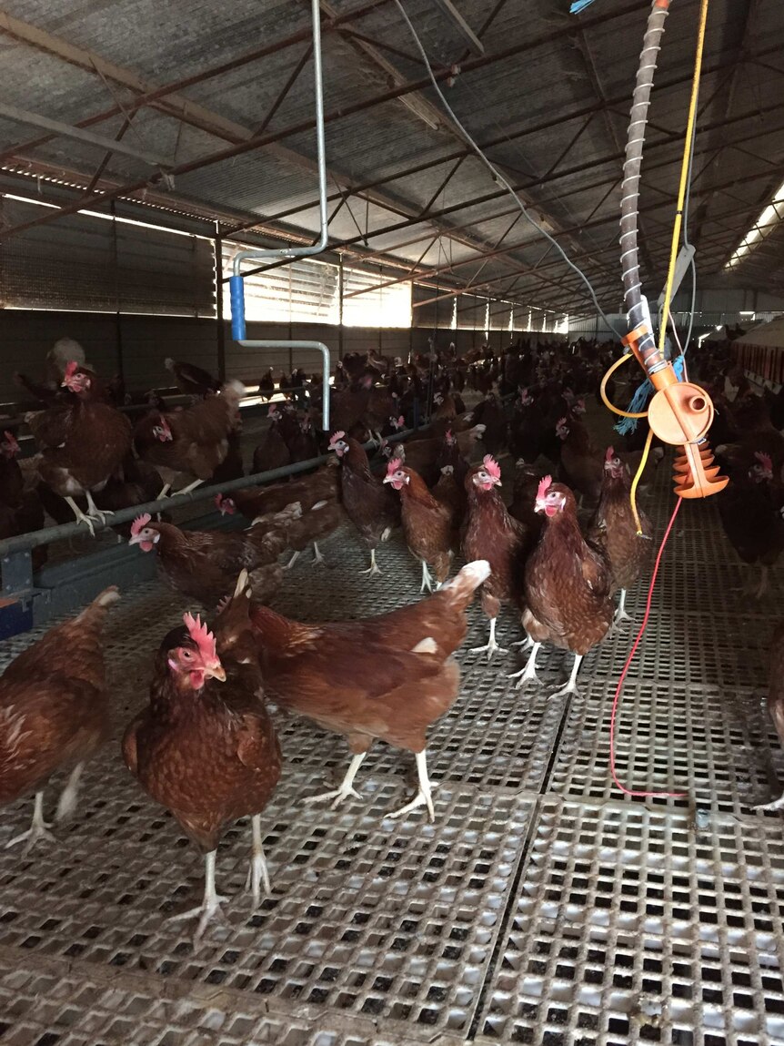 Chickens in a shed.