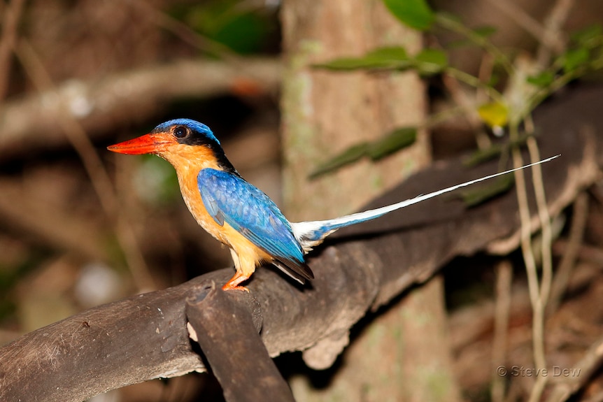 photo of a Buff-breasted Paradise Kingfisher