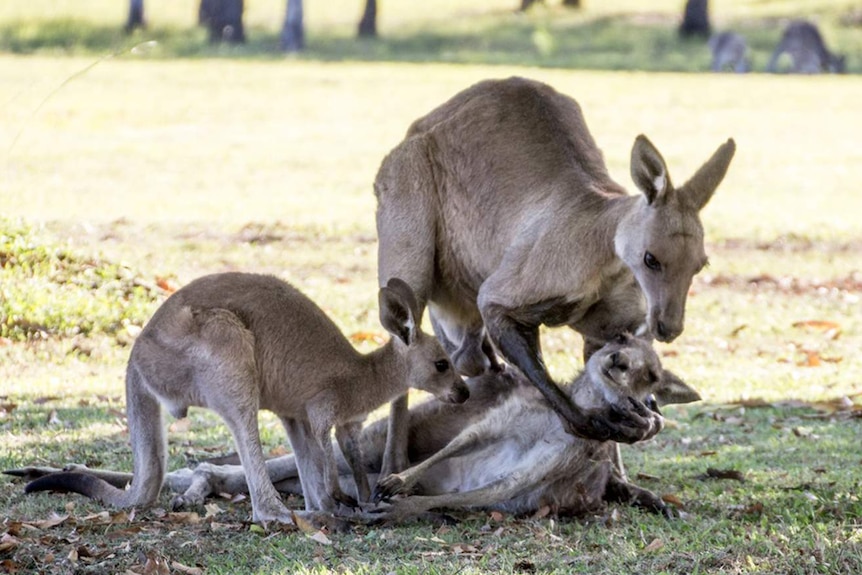 kangaroo standing over dead roo