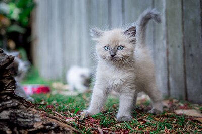 Kitten standing on grass