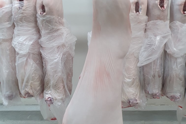 A goat carcass hangs in a storeroom. 