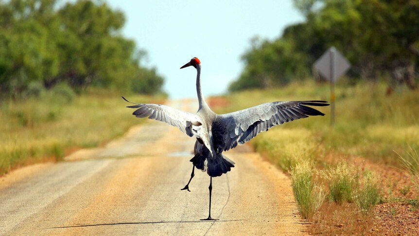 A brolga walking up the middle of the road flaps its wings and lifts one leg in the air as it prepares to take to the air.