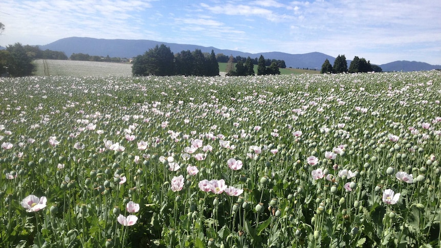 Field of opium poppies