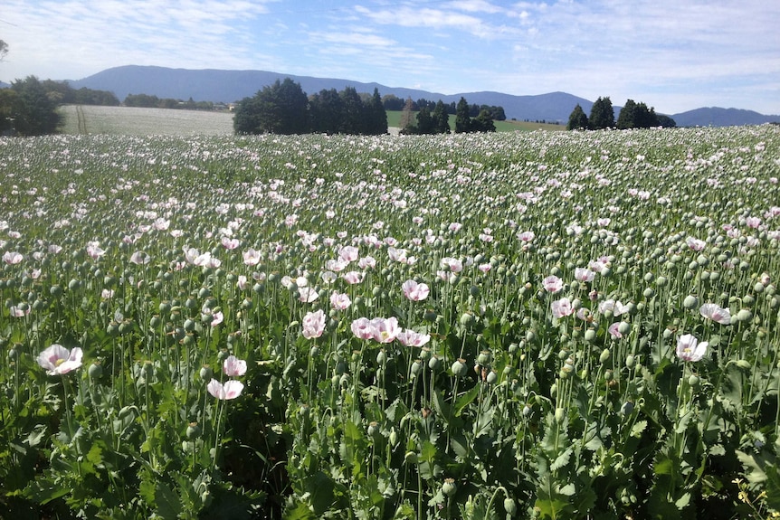 Field of opium poppies