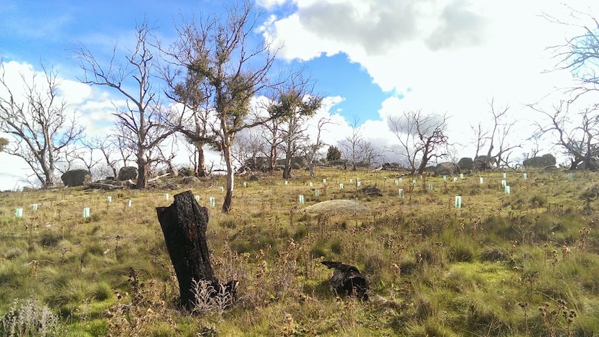 A planting trial to replace the dying Manna gums near Berridale NSW