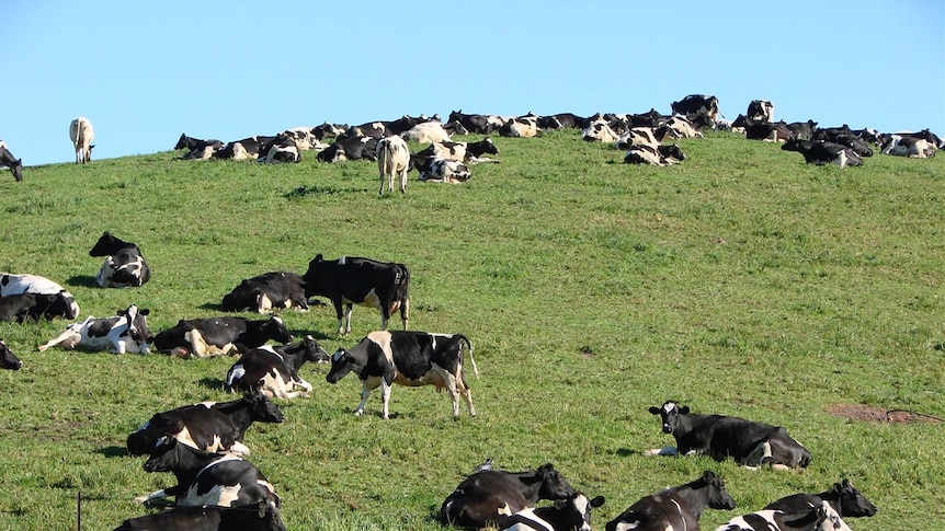 Dairy cows sitting in paddock