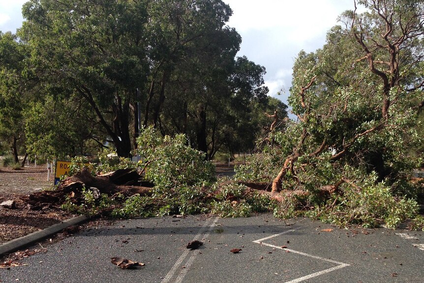 A tree lies across a road.