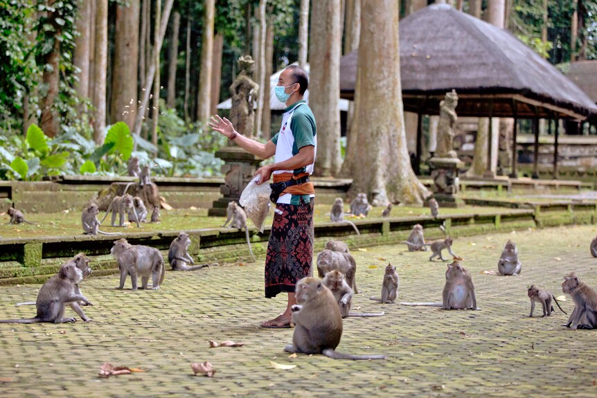 A man wearing a sarong and face mask throws peanuts for dozens of monkeys