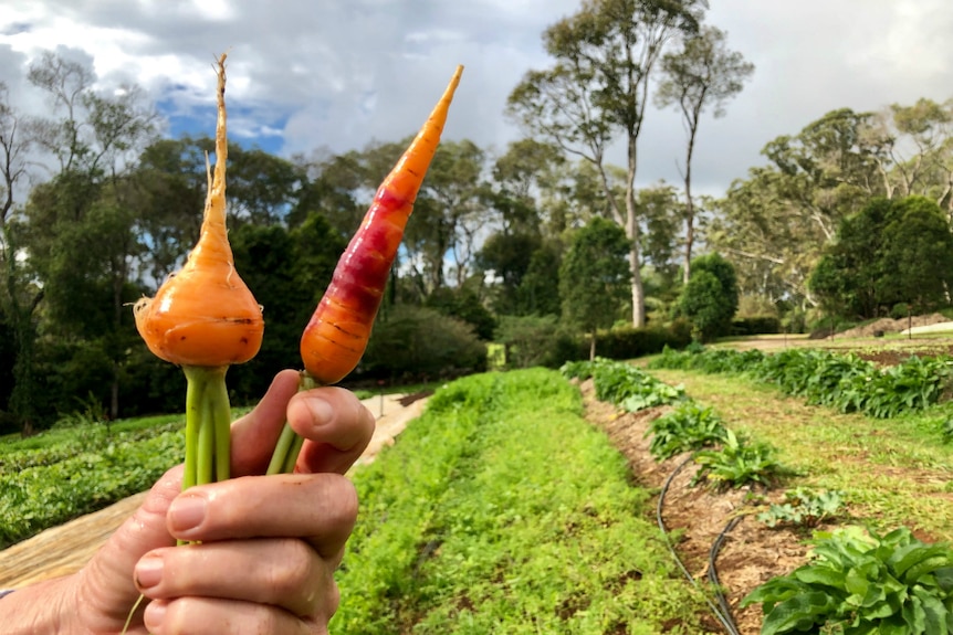 A golf ball shaped carrot next to an orange carrot with a purple middle.