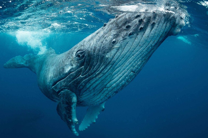 An underwater photo of a whale that has thousands of small bubbles by its tail.