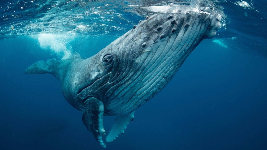 An underwater photo of a whale that has thousands of small bubbles by its tail.
