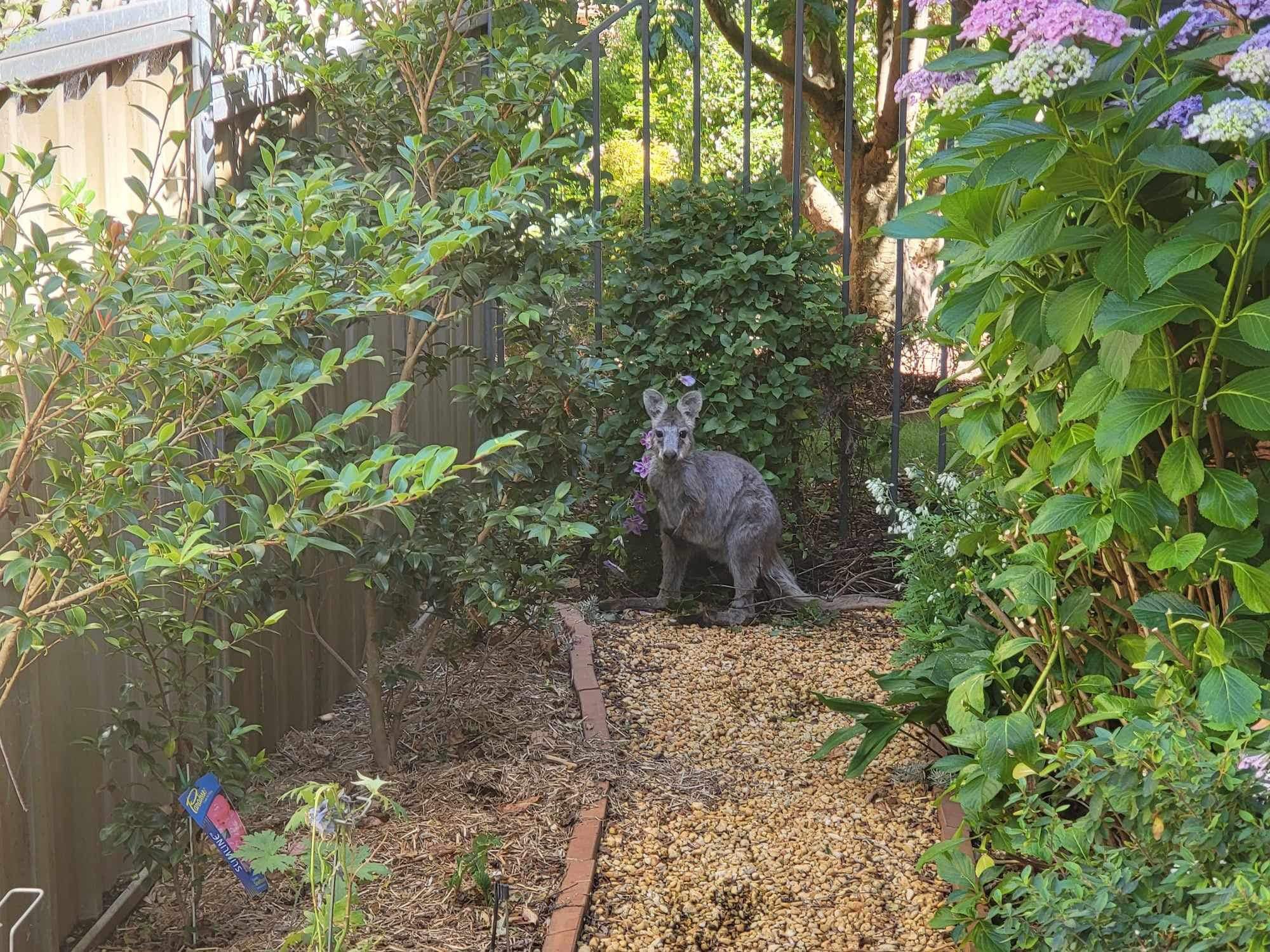A small greyish brown kangaroo on a garden path in a leafy green backyard.