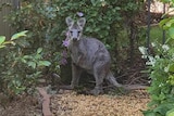 A small greyish brown kangaroo on a garden path in a leafy green backyard.