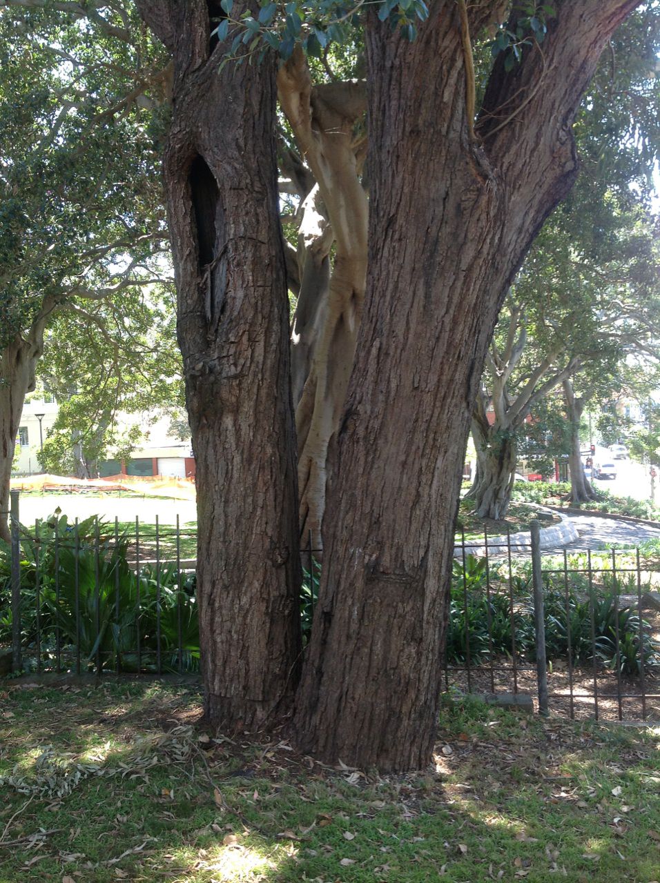 Reckoning and reconciliation at Glebe’s scarred tree
