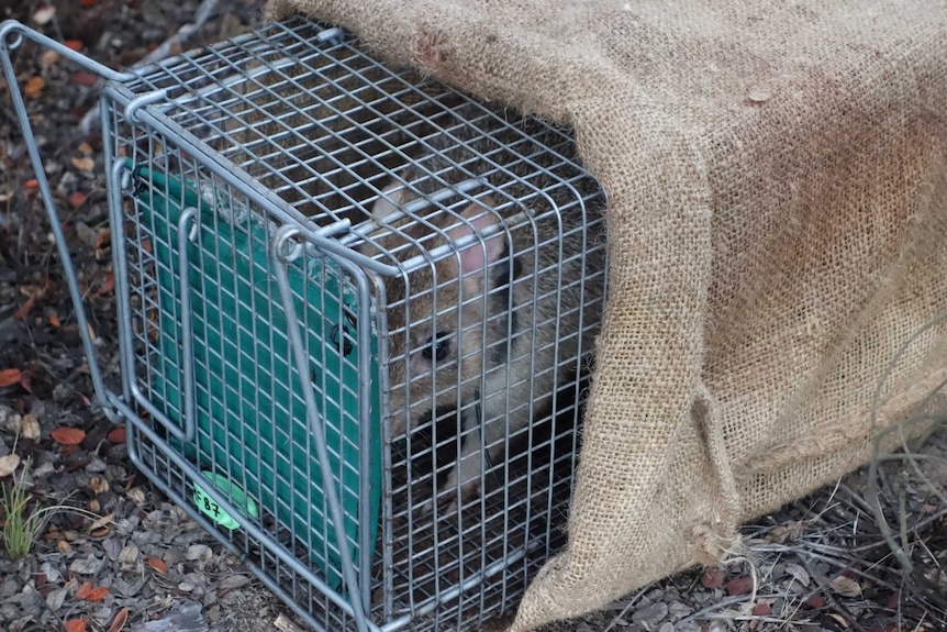 An eastern bettong in a wire cage.