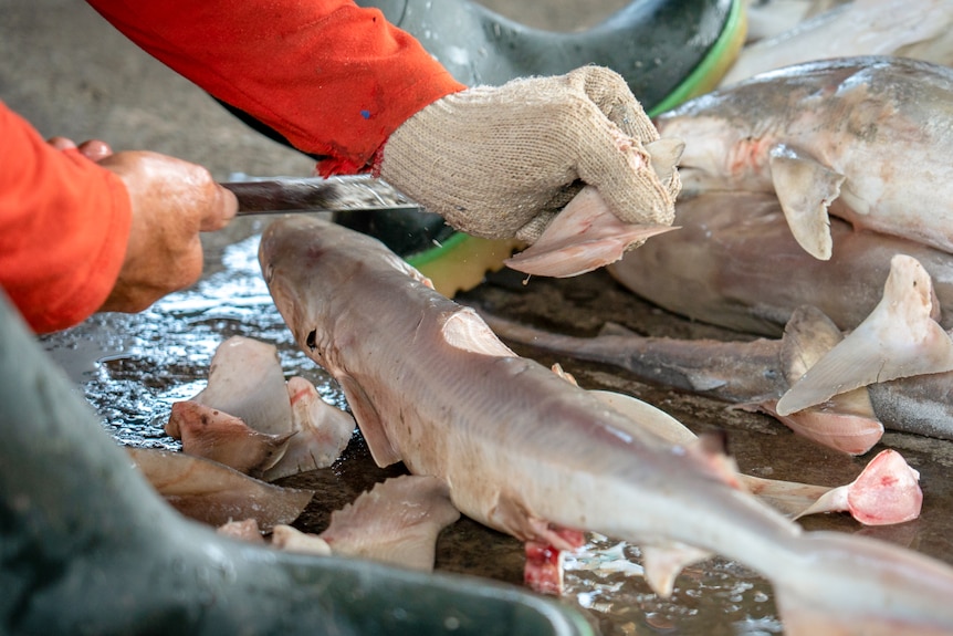 A man holding a knife cuts off the fin of a small shark