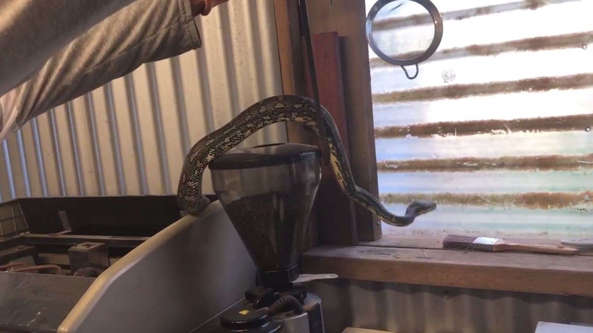 A snake is on a hook being pulled out of a coffee machine.