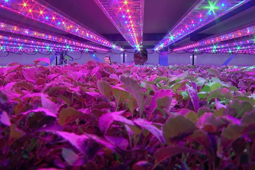 Man checks on crop inside a warehouse system climate cell emitting purple light.