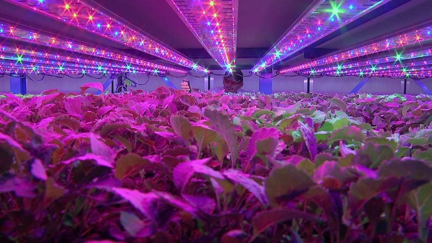 Man checks on crop inside a warehouse system climate cell emitting purple light.