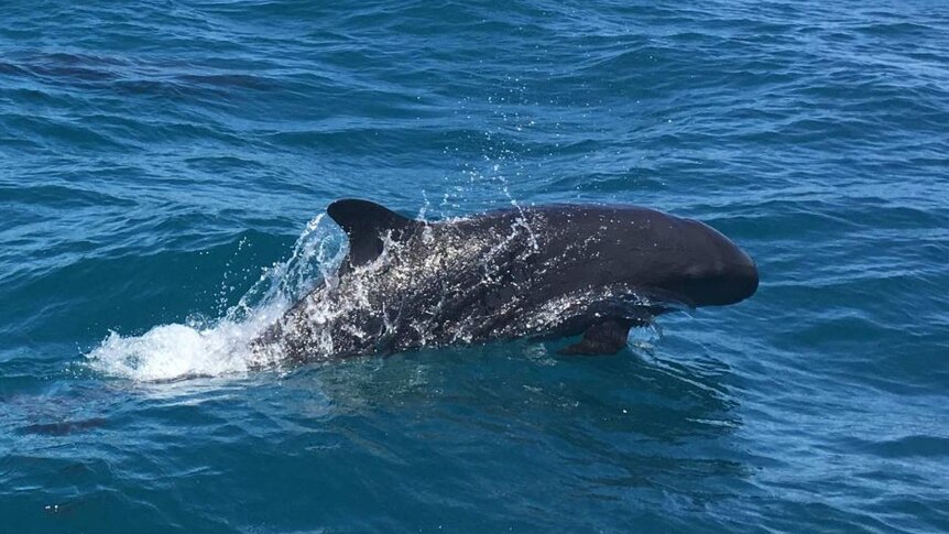 A False Killer Whale plays in the waters off Groote Eylandt