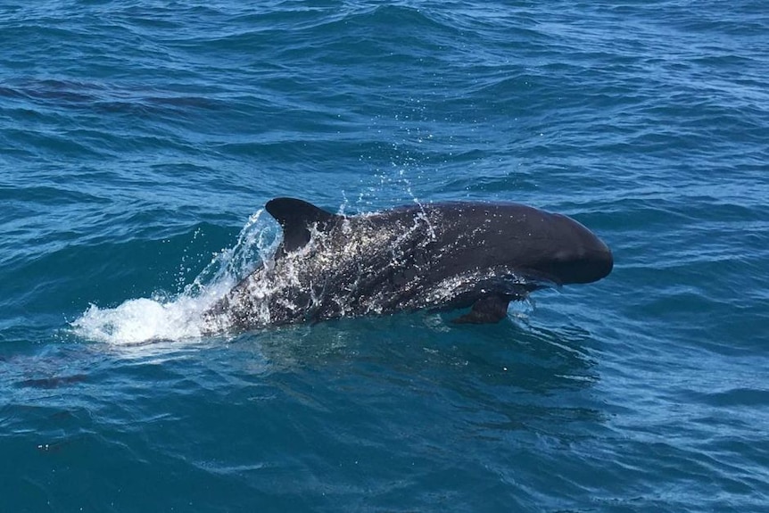 A false killer whale swimming in the ocean.