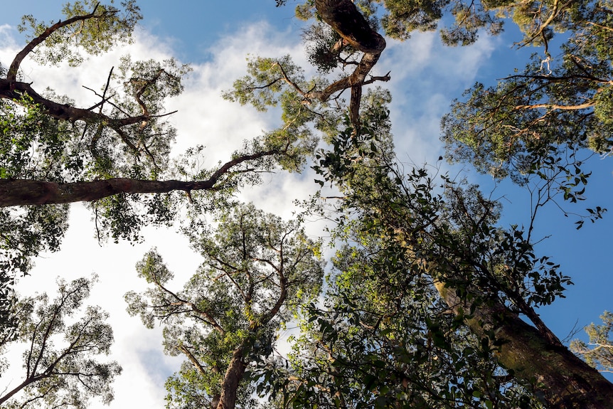 Looking above to the tops of tall trees, green leaves and long branches meeting in a blue sky. 