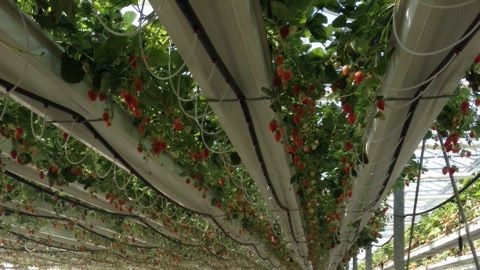 Strawberries growing in a glasshouse.