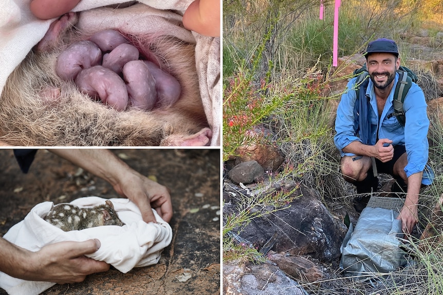 Northern quoll babies, a quoll ready for release and a man in a blue shirt in the bush with a trap